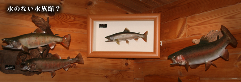 水のない水族館？